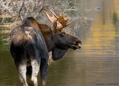 Orignal/Moose