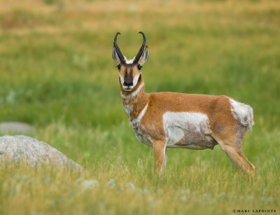 Antilope/Pronghorn