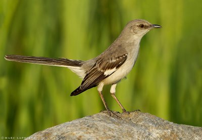 Moqueur polyglotte/Northern Mockingbird