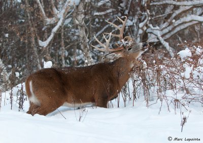 Cerf de Virginie/White-tailed deer