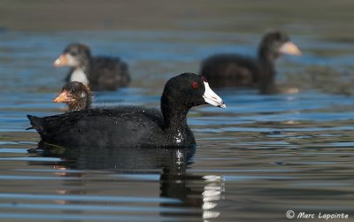 Foulques d'Amrique/American Coots