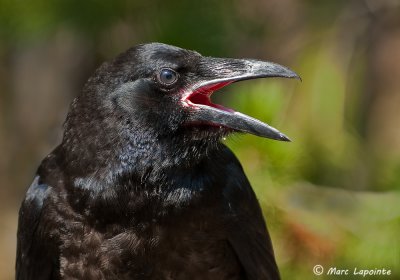 Geais, msangeais, pies, corneilles et corbeaux/Jays, Crows and Ravens