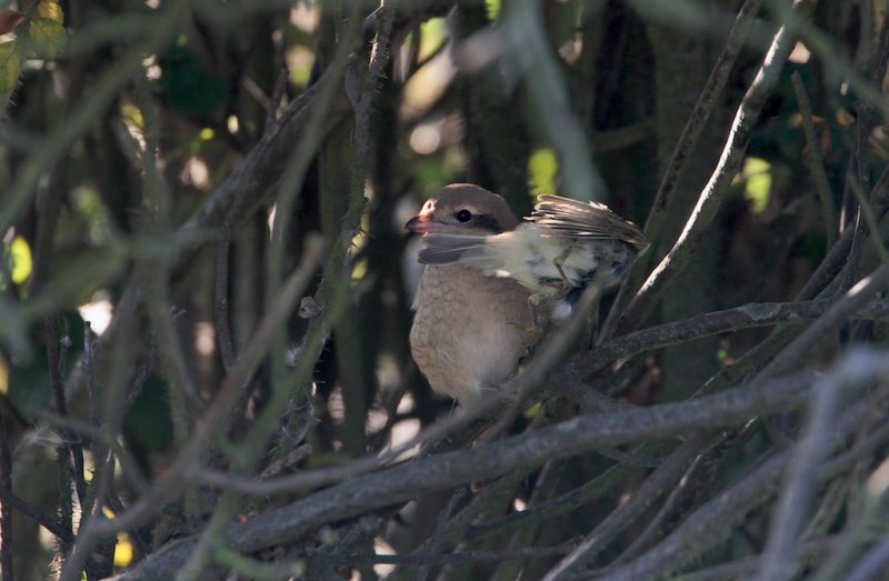 Daurische Klauwier/Daurian Shrike