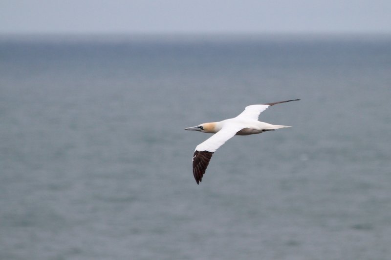 Jan van Gent (Gannet)