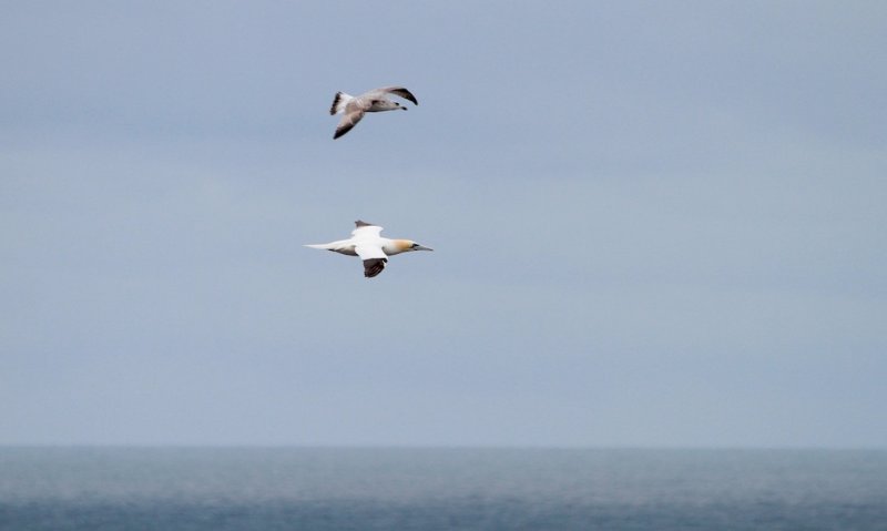 Jan van Gent (Gannet)