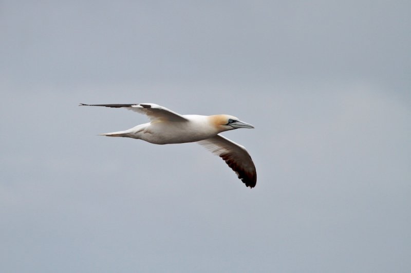 Jan van Gent (Gannet)