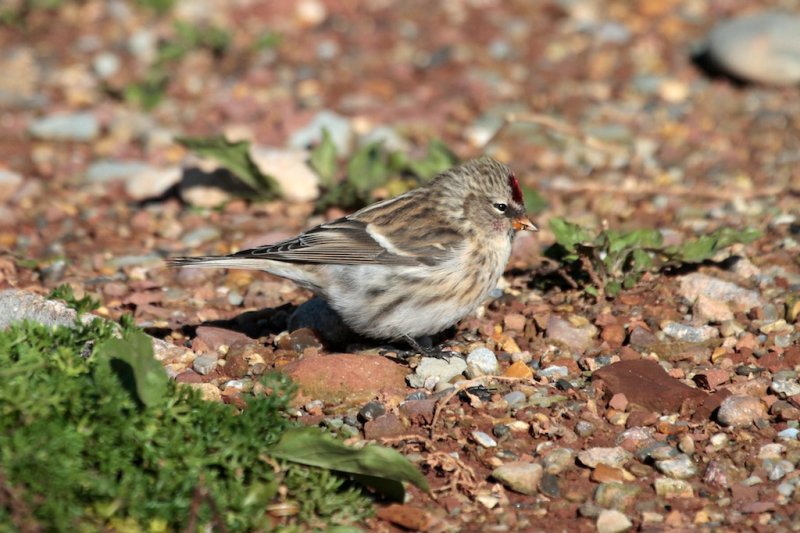 Grote Barmsijs (Redpoll)