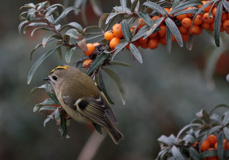 Goudhaantje (Goldcrest)