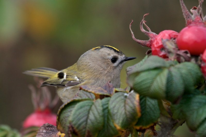 Goudhaantje (Goldcrest)