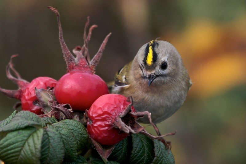 Goudhaantje (Goldcrest)