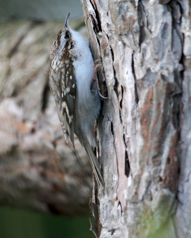 Taigaboomkruiper (Treecreeper)