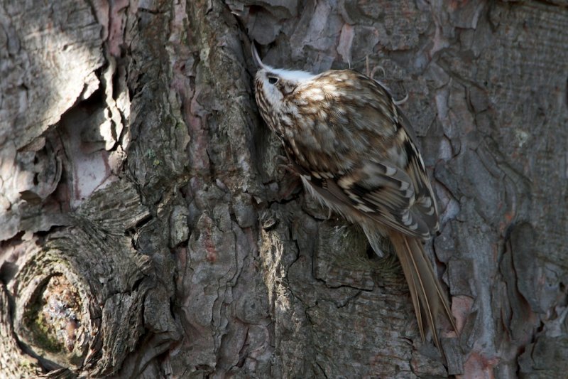 Taigaboomkruiper (Treecreeper)