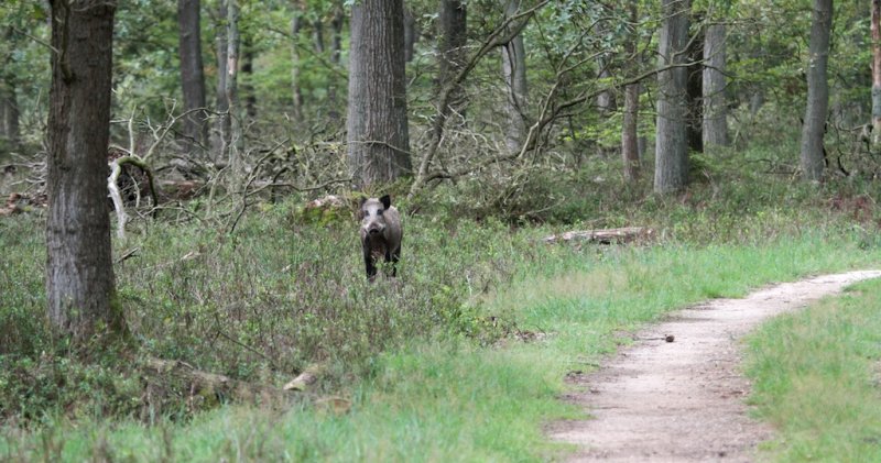 Wild Zwijn/Wild Boar