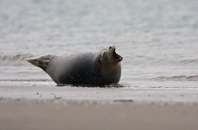 Zeehond