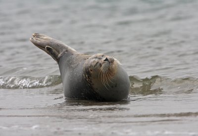 Zeehond