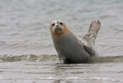 Zeehond