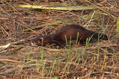 Bunzing/Polecat