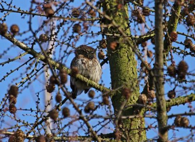 Dwerguil/Pygmy Owl