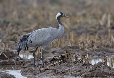 Kraanvogel