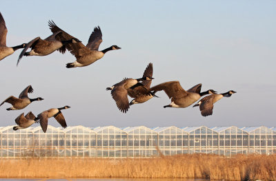 Canadese Gans