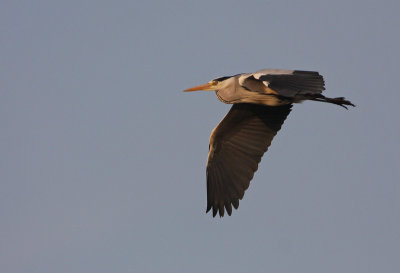 Blauwe Reiger 