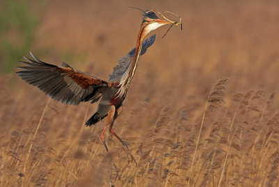 Purperreiger