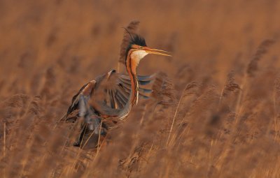 Purperreiger