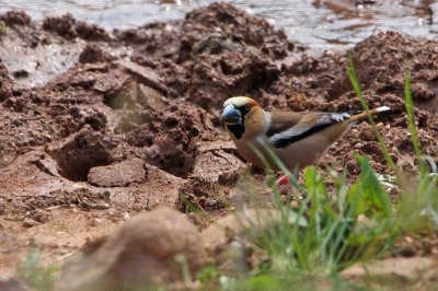 Appelvink