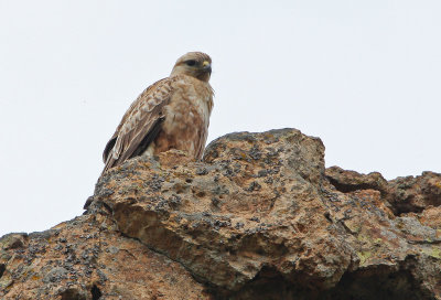 Arendbuizerd