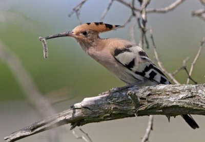 Hop