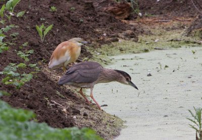 Kwak en Ralreiger