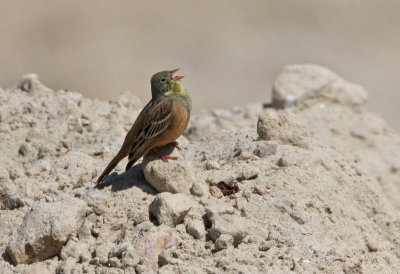 Ortolaan