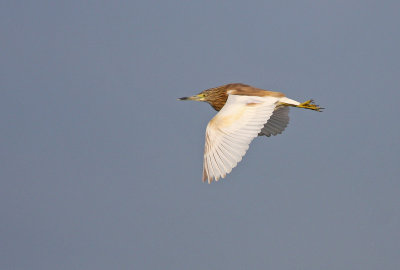 Ralreiger