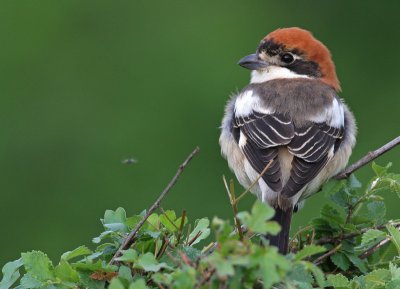 Roodkopklauwier