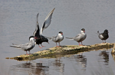 Witvleugelsterns en Witwangsterns