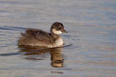 Geoorde Fuut/Black-necked Grebe (juv.)