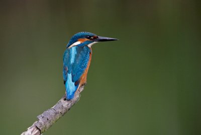 IJsvogel/Kingfisher