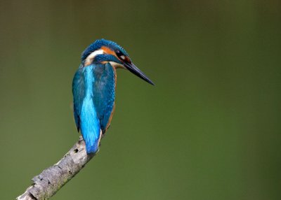 IJsvogel/Kingfisher
