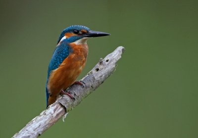 IJsvogel/Kingfisher