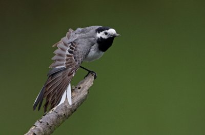 Witte Kwikstaart/White Wagtail