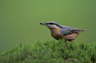 Boomklever/Nuthatch