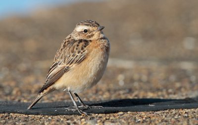Paapje (Whinchat)