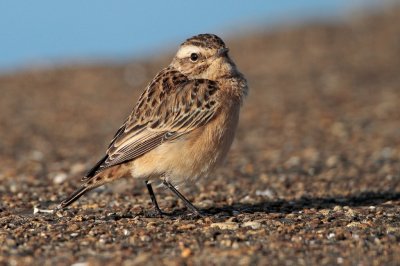Paapje (Whinchat)