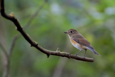 Blauwstaart (Red-flanked Bluetail)