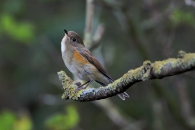 Blauwstaart (Red-flanked Bluetail)