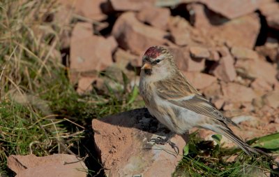 Grote Barmsijs (Redpoll)