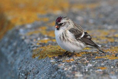 Grote Barmsijs (Redpoll)