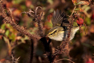 Pallas Boszanger (Pallas's Leaf Warbler)