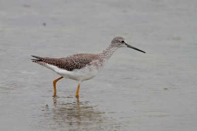 Grote Geelpootruiter (Greater Yellowlegs)