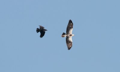 Buizerd met Zwarte Kraai (Common Buzzard with Carrion Crow)